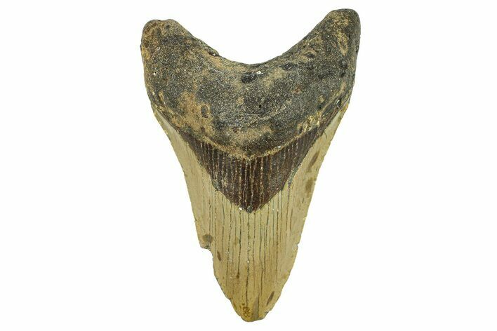 Serrated, Fossil Megalodon Tooth - North Carolina #295371